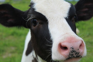 Portrait of a young calf close-up in a meadow