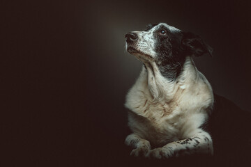Old sad mixed-breed dog. Studio shot.