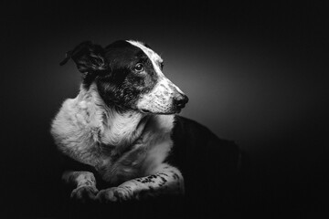 Obraz premium Old sad mixed-breed dog. Studio shot.