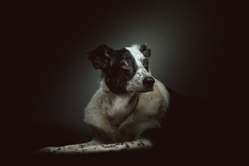 Old sad mixed-breed dog. Studio shot.