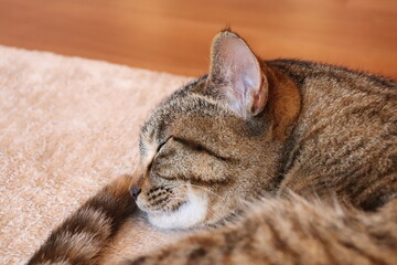 マットの上で寝る猫