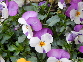 purple and white