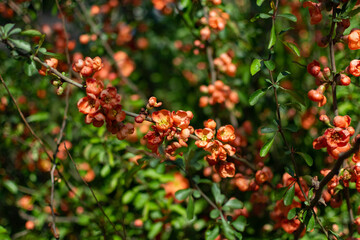 Fototapeta premium Spring flowering bush. The bush blooms in orange flowers. Flowering bush of Japanese quince.