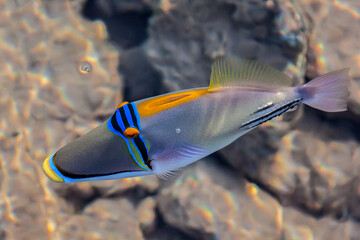 Brightly colored Picasso trigger in shallow reef.