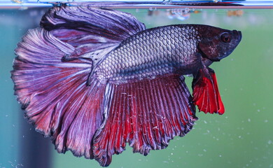 Obraz na płótnie Canvas Beautiful colours of Siamese Fighting Fish Betta