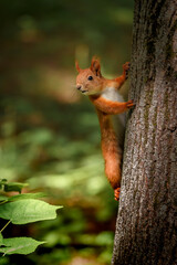 A squirrel is hanging on a tree trunk against a background of park greenery.