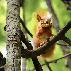 A squirrel sits on a tree branch and eats unpeeled peanuts.