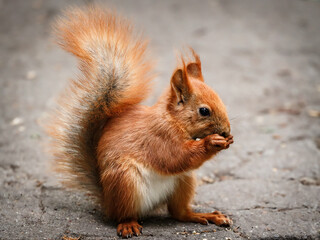 Fototapeta premium A red-brown squirrel with a fluffy tail eats a piece of walnut kernel.