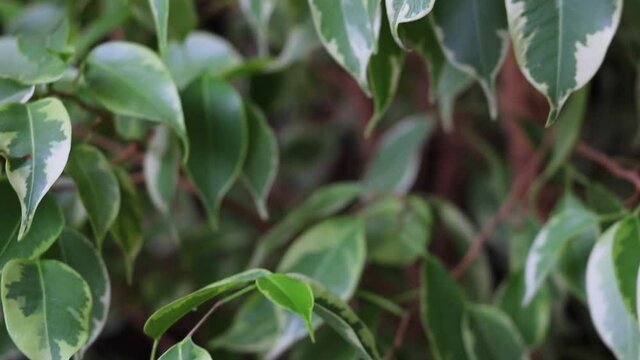 Fresh green leaves of ficus. Gardening and home improvement concept. Selective focus Close-up.