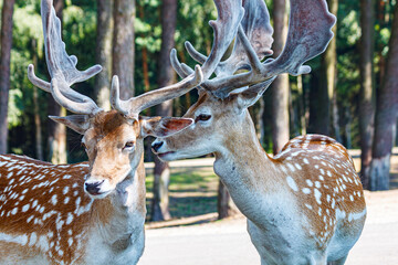 Two deer with beautiful horns stand nearby. Close-up.