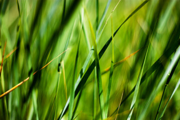 Spring background with wild grass on the nature. Juicy green (colorful) grass on the lawn close-up. In the meadow, plants grow densely and quickly, using the contrast of light and color. 
