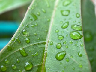 Closeup of raindrops on a leaf.