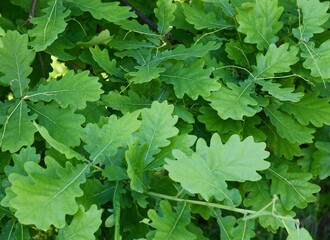 oak tree with green foliage and small acorns close up