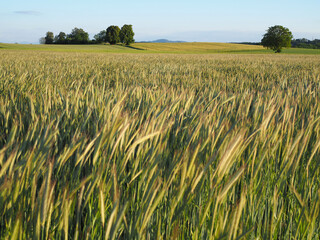 du vent dans les cultures 