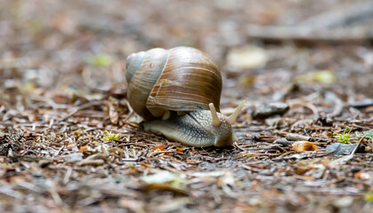 chnecke, tier, schale, natur, bedächtig, garden, braun, makro, helix, molluske