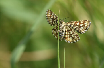 A pretty Latticed Heath Moth, Chiasmia clathrata, perching on a blade of grass in a meadow.