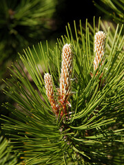 Naklejka na ściany i meble Pine tree with growing twigs at spring
