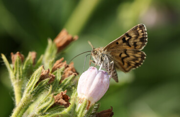 A pretty Mother Shipton Moth, Callistege mi, nectaring from a Comfrey flower in spring.