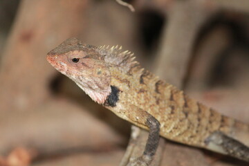 bearded dragon lizard
