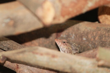 lizard on a tree