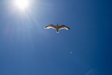 Mouette en vol