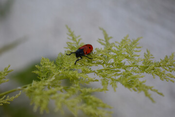 Red ladybug resting on top of some green leaves