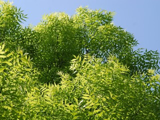 Ash tree with green leaves at spring