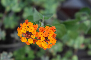 Orange flowers blooming in spring