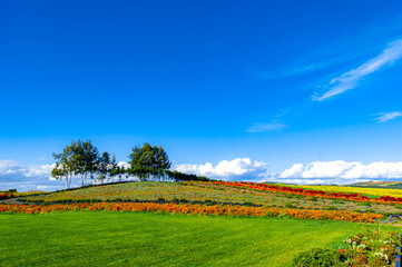 A meadow in front of a parterre and a small hill with trees