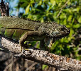 Wildlife / iguana on a branch in the jungle
