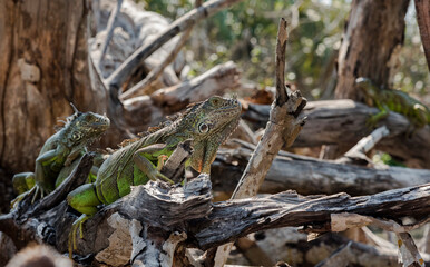 Wildlife / iguana on a branch in the jungle