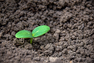 Young cucumber sprout in ground. Farming, agriculture. Close-up. Selective focus. Copy space.