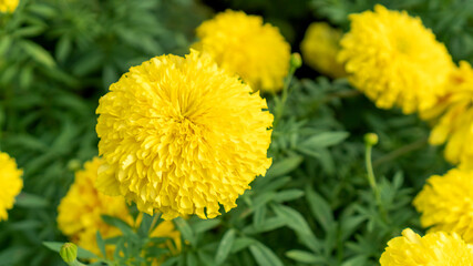 Yellow Marigold flower in a garden.