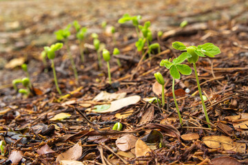 Sapling growing from the ground