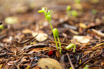 Sapling growing from the ground