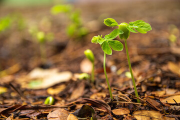 Sapling growing from the ground