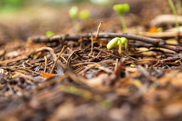 Sapling growing from the ground