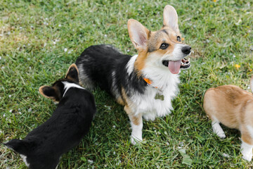 puppies and adult Corgi dogs are waiting for food on the green