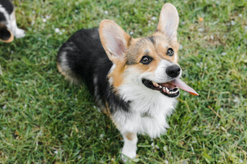 puppies and adult Corgi dogs are waiting for food on the green