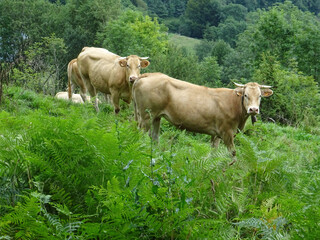 Vaches pyrénéennes