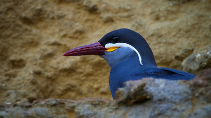 Portrait of a Inca Tern (Larosterna inca) in Peru