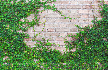 Wall with green creeping fig plant or  small ficus pumila patterns growing on old background