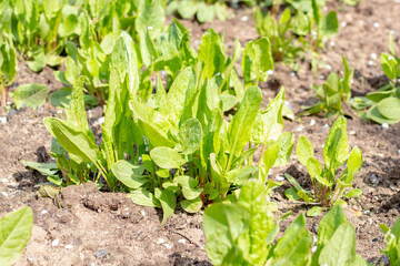 Daylight. Garden. Sorrel grows on it. Close-up,