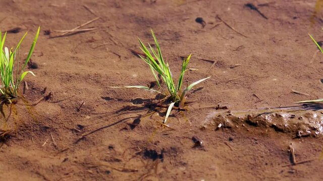 植えたばかりの稲とオタマジャクシとアメンボ