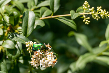 Panorami del fiume Adda tra Vaprio e Fara Gera, Lombardia