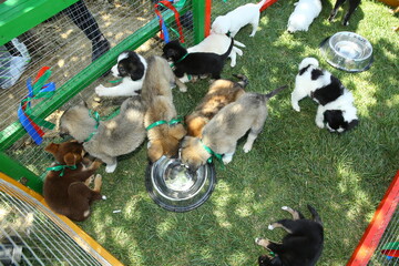 The dog drinks water . Stray puppies in a cage. Dog shelter. The animal is behind bars. Homeless puppies . Small black, brown and white Dogs behind bars of a shelter .