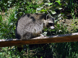 Raton laveur