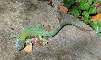 Lezard vert