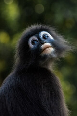Fototapeta na wymiar Thinking Black monkey