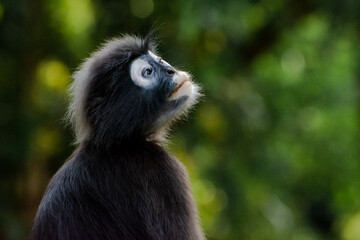 Thinking Black monkey